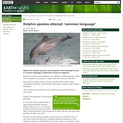 BBC - Earth News - Dolphin species attempt 'common language'