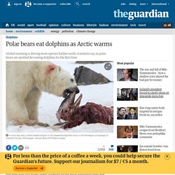 Polar bears eat dolphins as Arctic warms