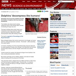 Dolphins 'decompress like humans'