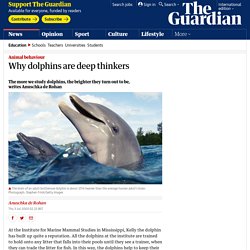 Why dolphins are deep thinkers