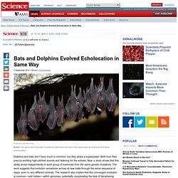 Bats and Dolphins Evolved Echolocation in Same Way