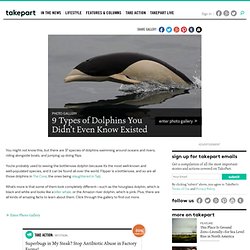 Types of Dolphins You Didn’t Even Know Existed