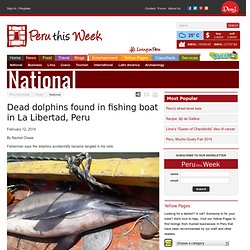 Dead dolphins found in fishing boat in La Libertad, Peru