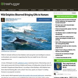 Wild Dolphins Observed Giving Gifts to Humans