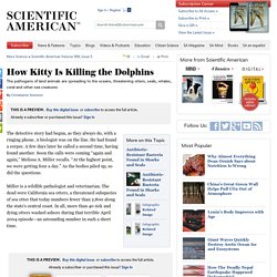 How Kitty Is Killing the Dolphins