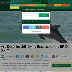 Are Dolphins Still Dying Because of the BP Oil Spill?