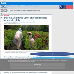 Puy-de-Dôme : au Crest on vendange nu et sous la pluie