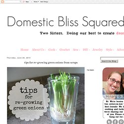 Domestic Bliss Squared: tips for re-growing green onions from scraps
