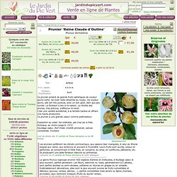 Prunus domestica Reine Claude D Oullins - Prunier