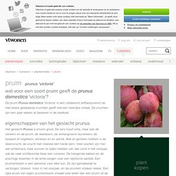 Prunus domestica 'Victoria' - Pruim - Plantenindex