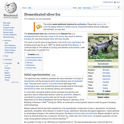 Domesticated silver fox