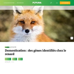 Domestication : des gènes identifiés chez le renard