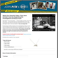 Abused Animals Need Your Help
