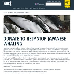 Donate to help stop Japanese whaling