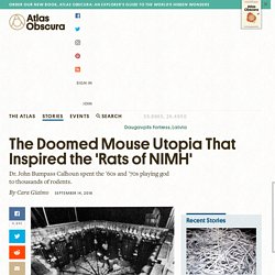 The Doomed Mouse Utopia That Inspired the 'Rats of NIMH'