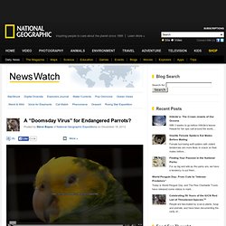 A “Doomsday Virus” for Endangered Parrots?