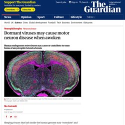 Dormant viruses may cause motor neuron disease when awoken