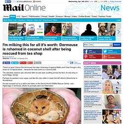 Dormouse is rehomed in a coconut shell