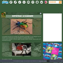 Dossier sur les insectes - Le scarabée