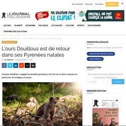 L'ours Douillous est de retour dans ses Pyrénées natales