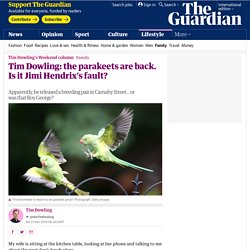 *****Invasive species: Tim Dowling: the parakeets are back. Is it Jimi Hendrix’s fault?
