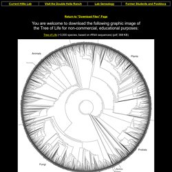 Download Graphic Images from the Hillis/Bull Lab