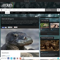 Top Ten: Komodo Dragon Facts