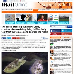 The cross-dressing cuttlefish: Creature observed disguising himself in order to attract the females and confuse the males