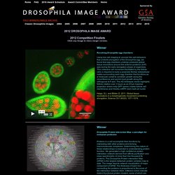 Drosophila Image Award - 2012