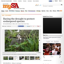 Racing the drought to protect endangered species
