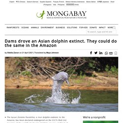 Dams drove an Asian dolphin extinct. They could do the same in the Amazon