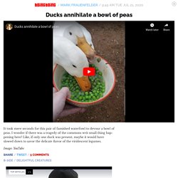 Ducks annihilate a bowl of peas