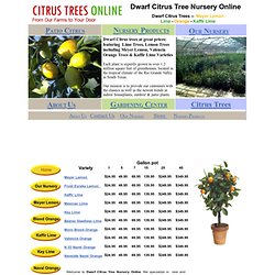 Dwarf Citrus Patio Trees Online
