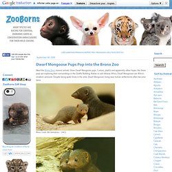 Dwarf Mongoose Pups Pop into the Bronx Zoo