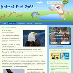 Bald Eagle Facts for Kids