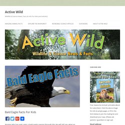 Bald Eagle Facts For Kids - Information, Pictures And More