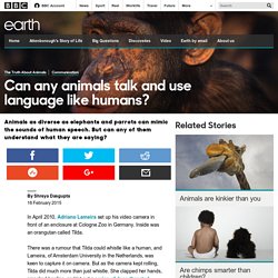 Earth - Can any animals talk and use language like humans?