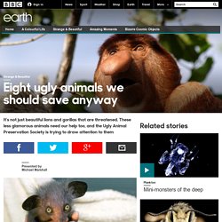 Earth - Eight ugly animals we should save anyway