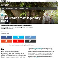 Earth - 11 of Britain's most legendary trees