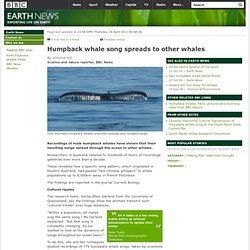 BBC - Earth News - Humpback whale song spreads to other whales