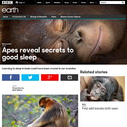 Earth - Apes reveal secrets to good sleep