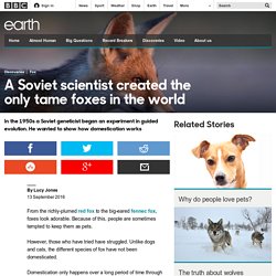 Earth - A Soviet scientist created the only tame foxes in the world