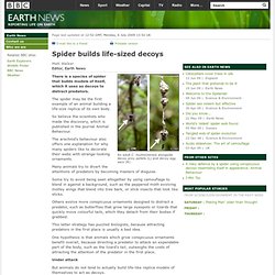 BBC - Earth News - Spider builds life-sized decoys