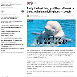 Easily the best thing you'll hear all week: a beluga whale mimicking human speech