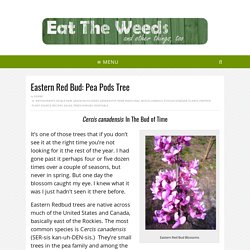 Eastern Red Bud: Pea Pods Tree - Eat The Weeds and other things, too
