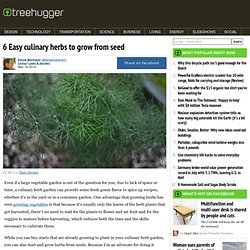 6 Easy culinary herbs to grow from seed