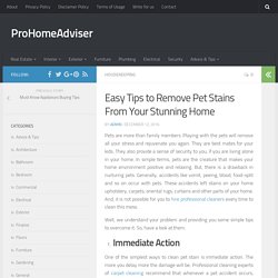 Easy Tips to Remove Pet Stains From Your Stunning Home