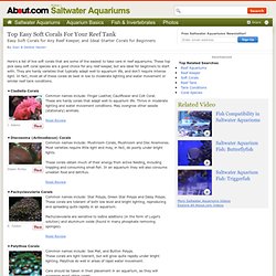 Top Easy Soft Corals for Your Reef Tank - Easy Soft Live Corals for Reef Aquariums