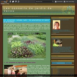 Ail, échalotes, salades radis : les plantations et semis de printemps