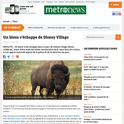 Un bison s'échappe de Disney Village